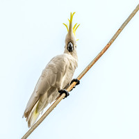 Sulphur crested cockatoo