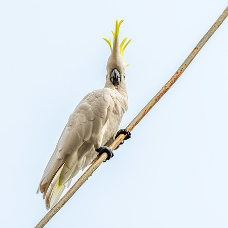 Sulphur crested cockatoo