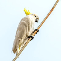 Sulphur crested cockatoo