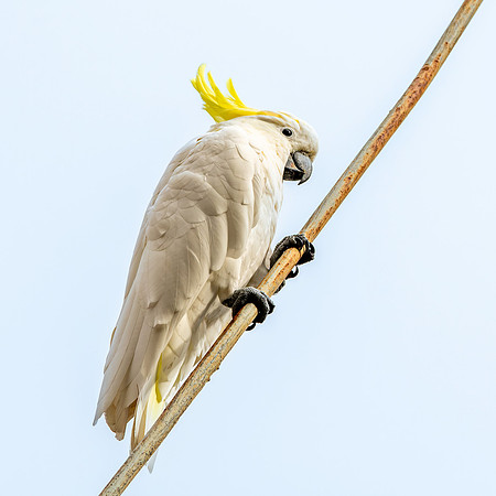 Sulphur crested cockatoo
