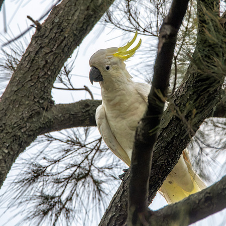 Sulphur crested cockatoo