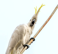 Sulphur crested cockatoo