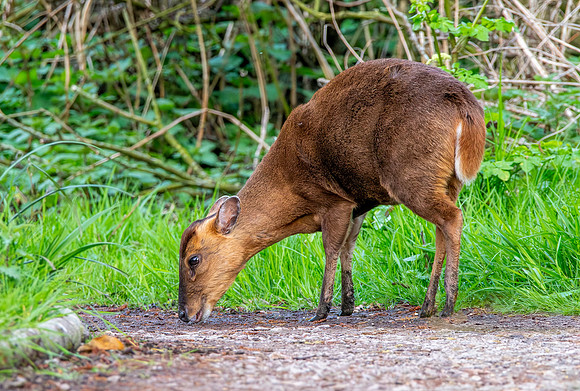 Muntjac
