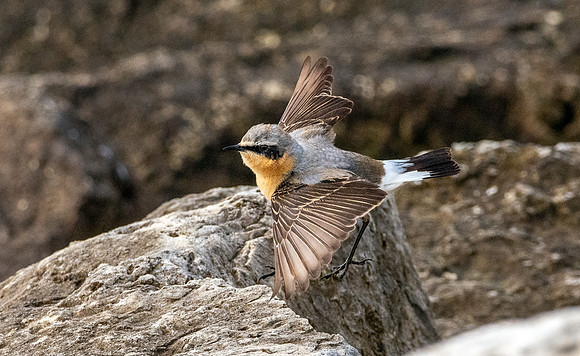 Northern Wheatear