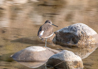 Green sandpiper