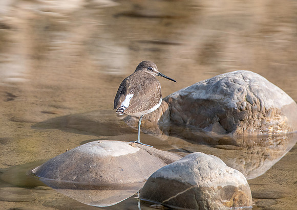 Green sandpiper
