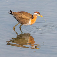 Bronze winged jacana