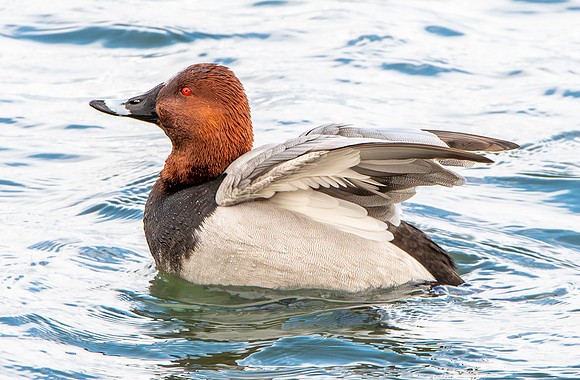 Common pochard