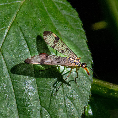 Scorpion fly