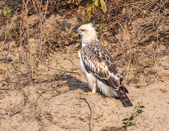 Changeable hawk eagle