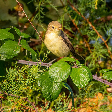 Melodious warbler