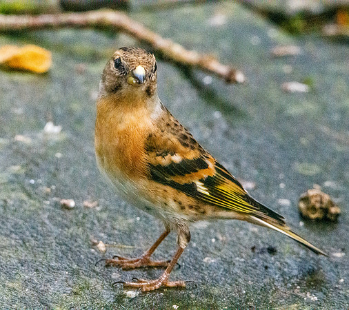 Brambling