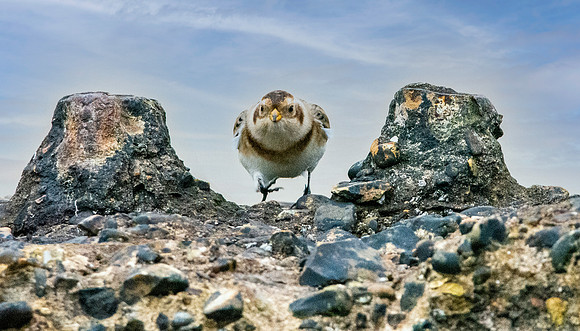 Snow bunting