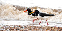 Eurasian / Common Oystercatcher