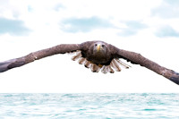 White tailed sea eagle