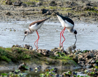 Black winged stilt