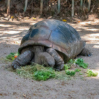 Aldabra tortoise
