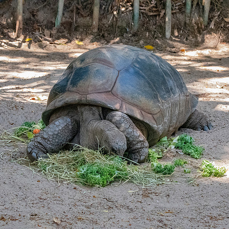 Aldabra tortoise