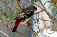 Diamond firetail