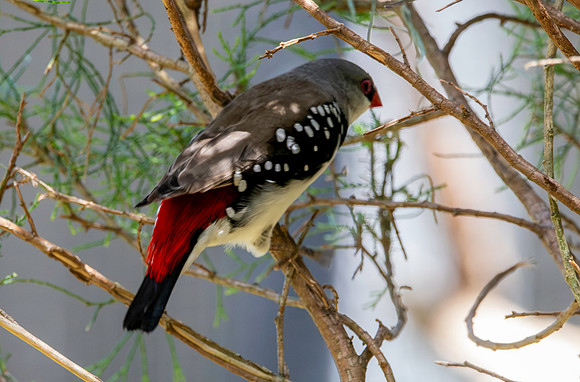 Diamond firetail