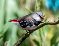 Diamond firetail