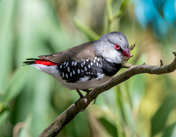 Diamond firetail