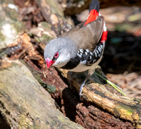 Diamond firetail