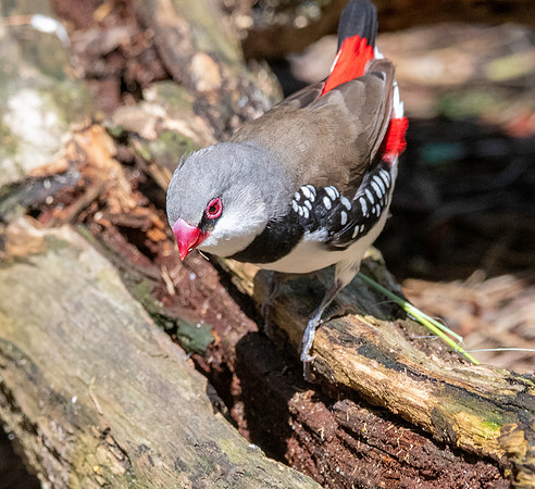 Diamond firetail