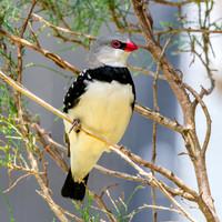 Diamond firetail
