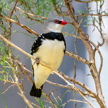 Diamond firetail