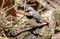 Diamond firetail