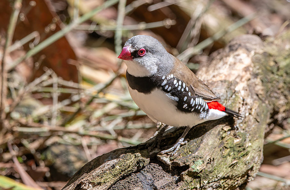 Diamond firetail