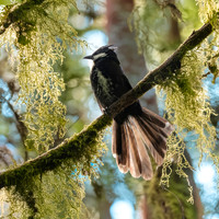 Eastern whipbird
