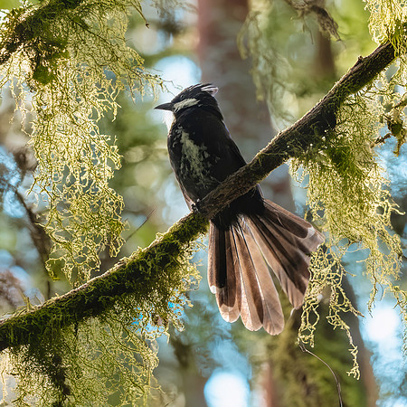Eastern whipbird