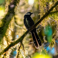Eastern whipbird