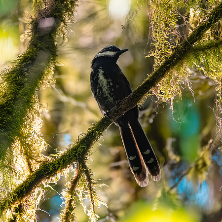 Eastern whipbird