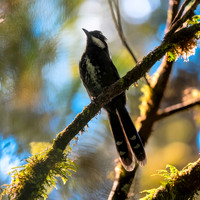 Eastern whipbird