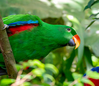 Eclectus parrot, male
