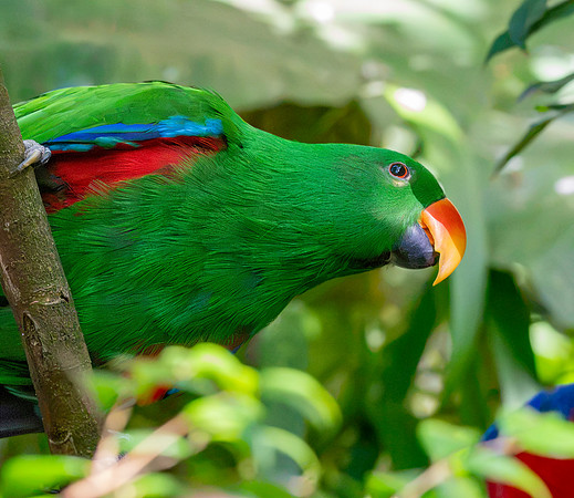 Eclectus parrot, male