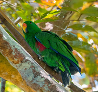 Eclectus parrot, male