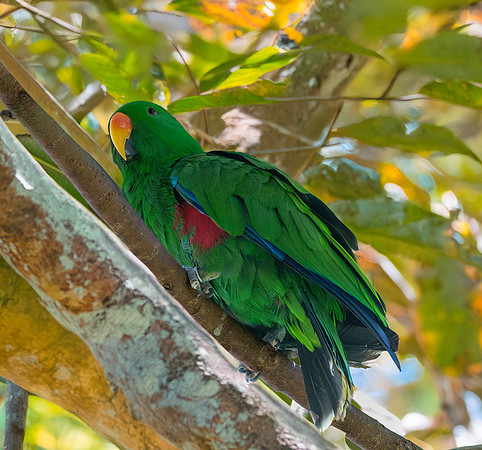 Eclectus parrot, male