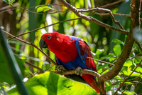 Eclectus parrot, female