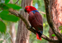 Eclectus parrot, female