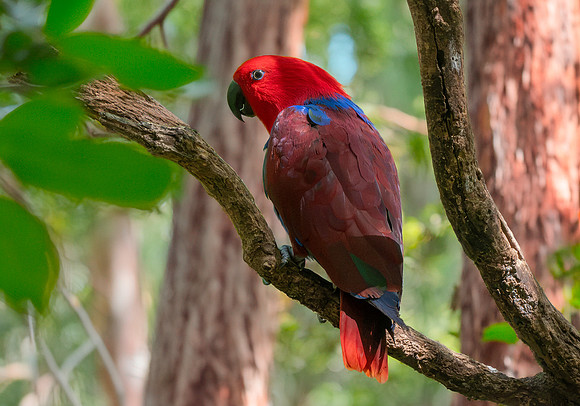 Eclectus parrot, female