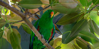 Eclectus parrot, male