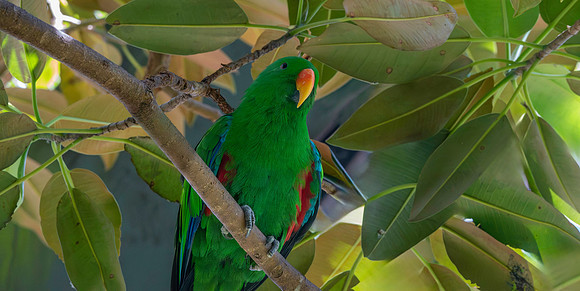 Eclectus parrot, male