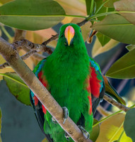 Eclectus parrot, male