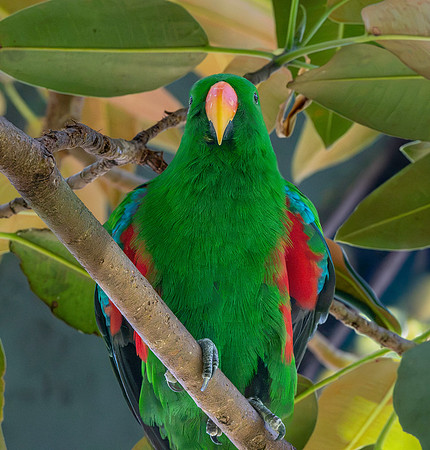 Eclectus parrot, male
