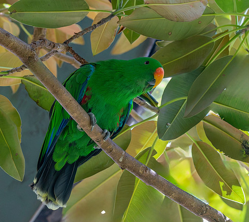 Eclectus parrot, male