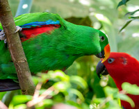 Eclectus parrot, male